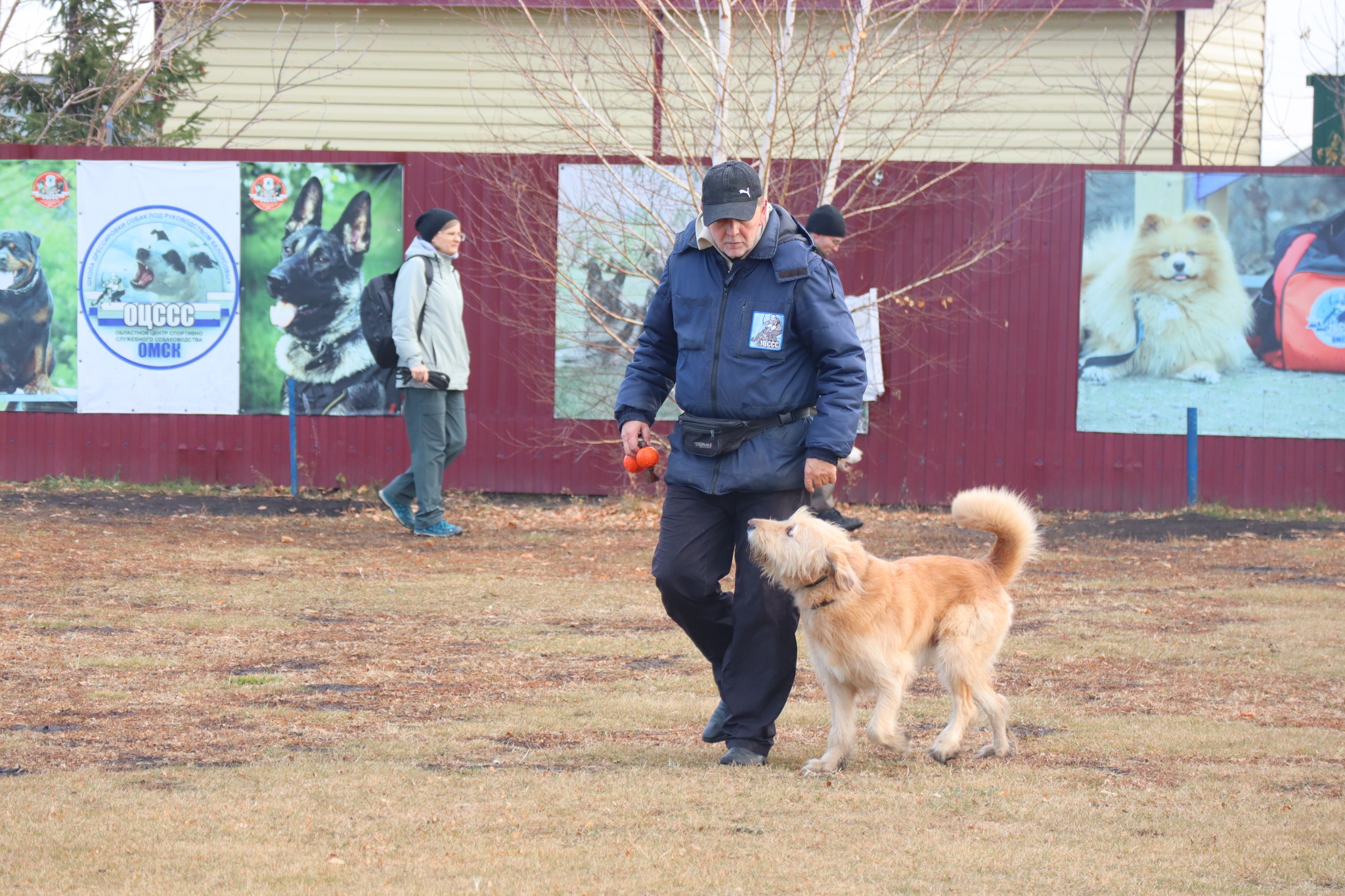 Dog training in Omsk - OCSSSS 19 - 10 - 2024 - Dog, Dog lovers, Puppies, Omsk, Training, Г“Г±Г±Г±, Friend, Care, Longpost