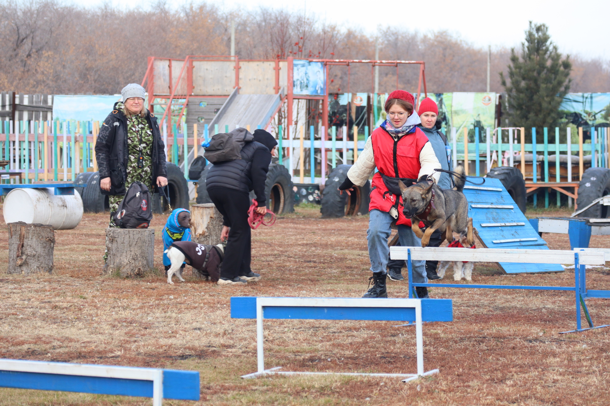 Dog training in Omsk - OCSSSS 19 - 10 - 2024 - Dog, Dog lovers, Puppies, Omsk, Training, Г“Г±Г±Г±, Friend, Care, Longpost