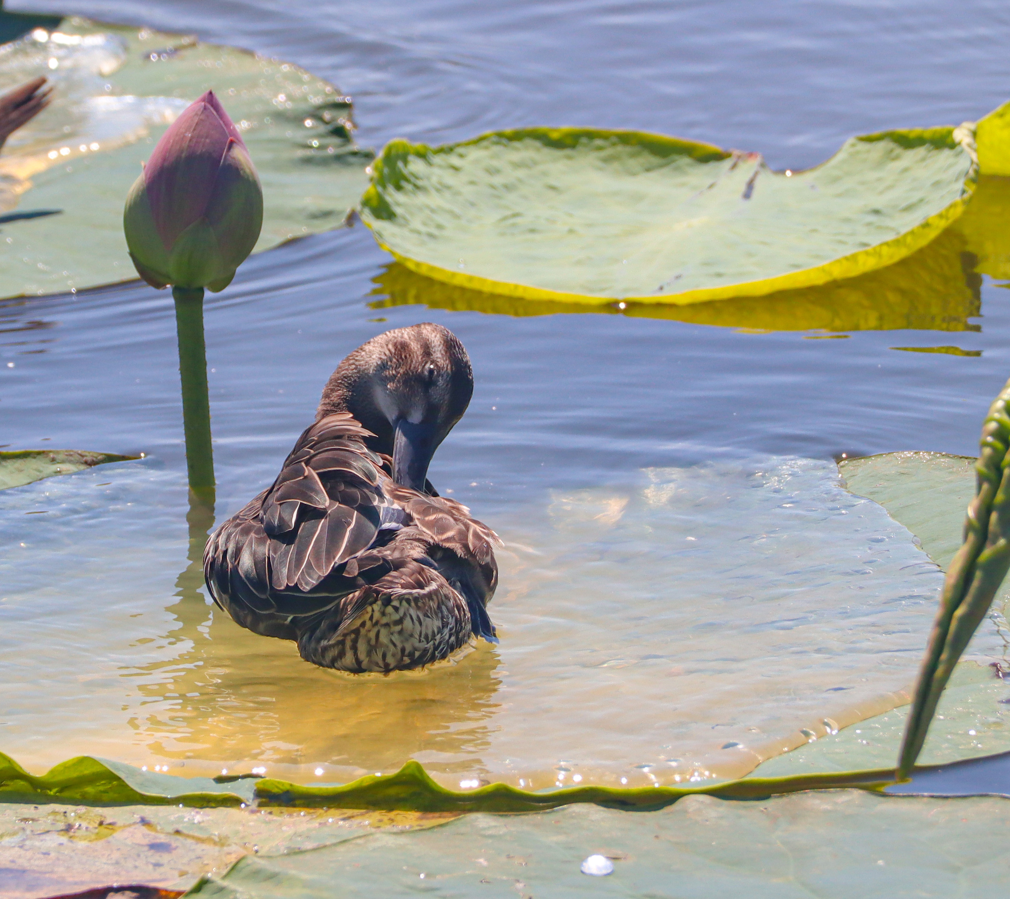 Flower of Peace - My, Lotus, Amur region, Harmony, beauty, Duck, Flowers, Lake, Antiquity, China, Longpost