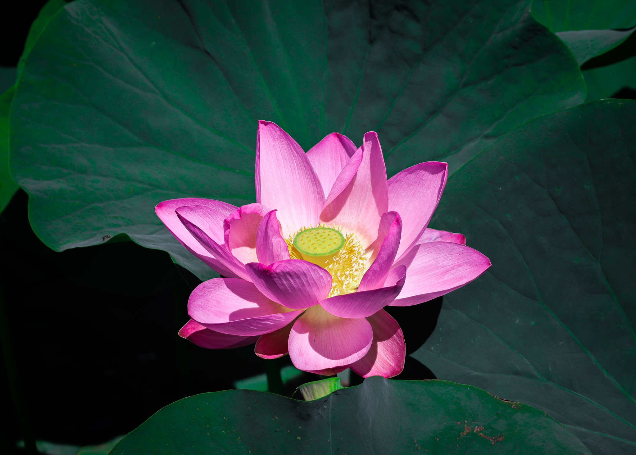 Flower of Peace - My, Lotus, Amur region, Harmony, beauty, Duck, Flowers, Lake, Antiquity, China, Longpost