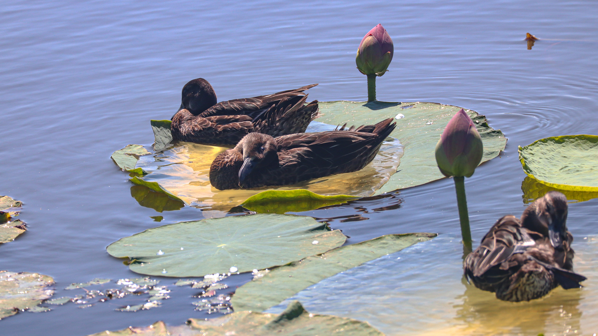 Flower of Peace - My, Lotus, Amur region, Harmony, beauty, Duck, Flowers, Lake, Antiquity, China, Longpost