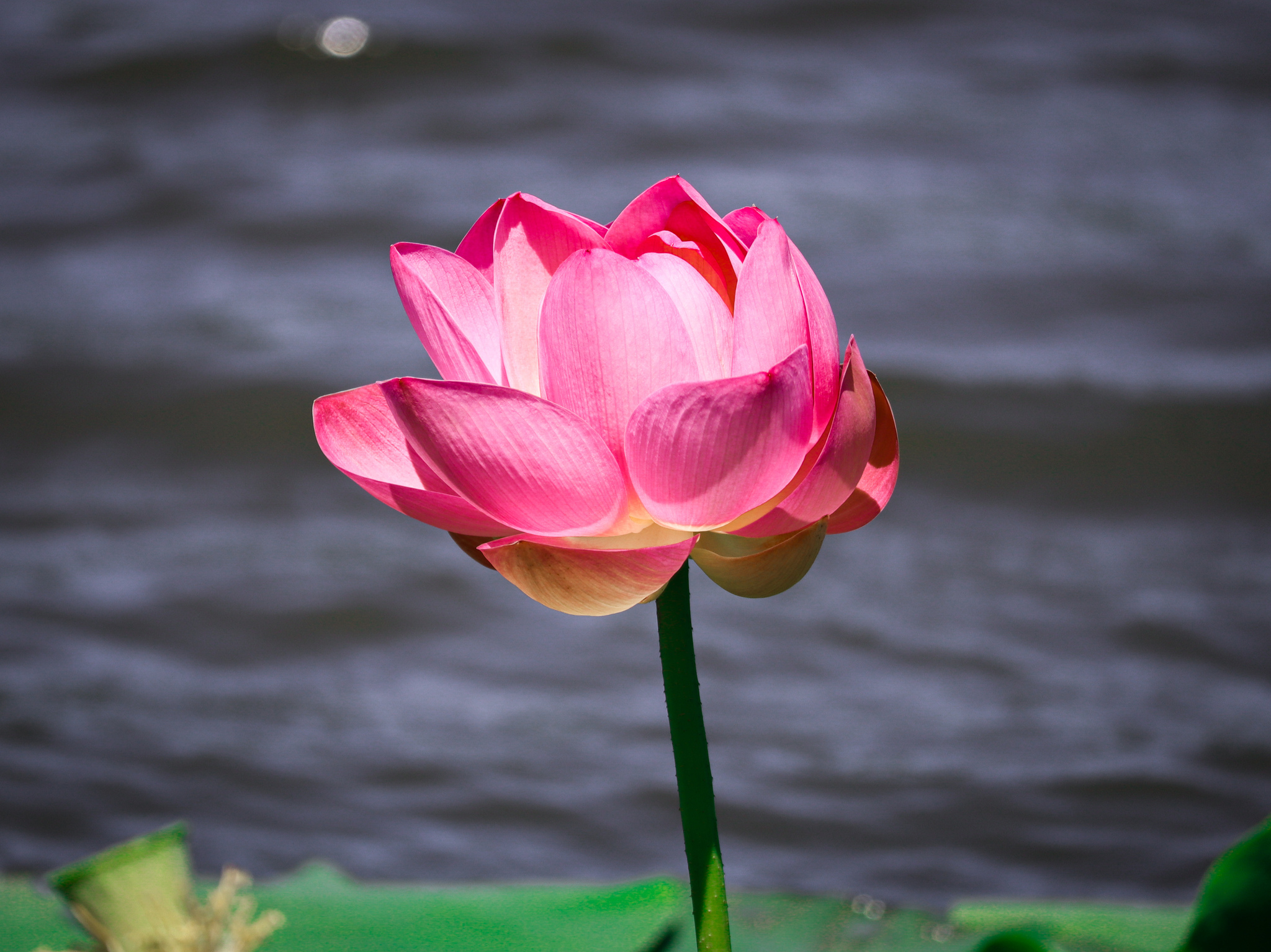 Flower of Peace - My, Lotus, Amur region, Harmony, beauty, Duck, Flowers, Lake, Antiquity, China, Longpost