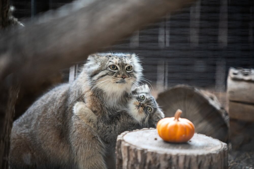 A small pumpkin for a small manul - Wild animals, Predatory animals, Pallas' cat, Cat family, Small cats, Young, Zoo, The photo, Facebook (link), Pumpkin