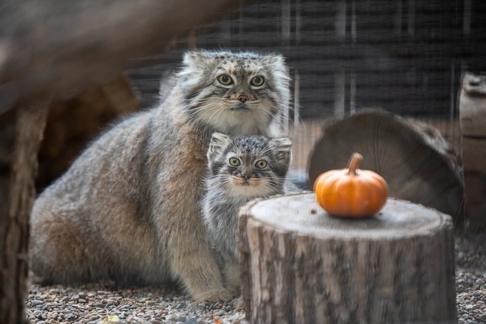 A small pumpkin for a small manul - Wild animals, Predatory animals, Pallas' cat, Cat family, Small cats, Young, Zoo, The photo, Facebook (link), Pumpkin