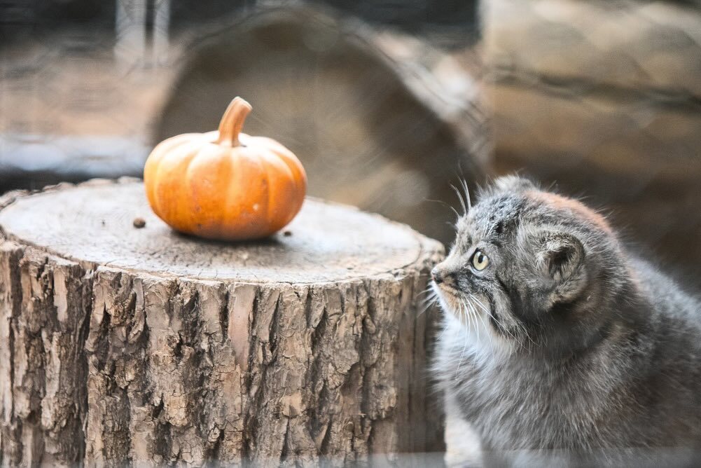 A small pumpkin for a small manul - Wild animals, Predatory animals, Pallas' cat, Cat family, Small cats, Young, Zoo, The photo, Facebook (link), Pumpkin