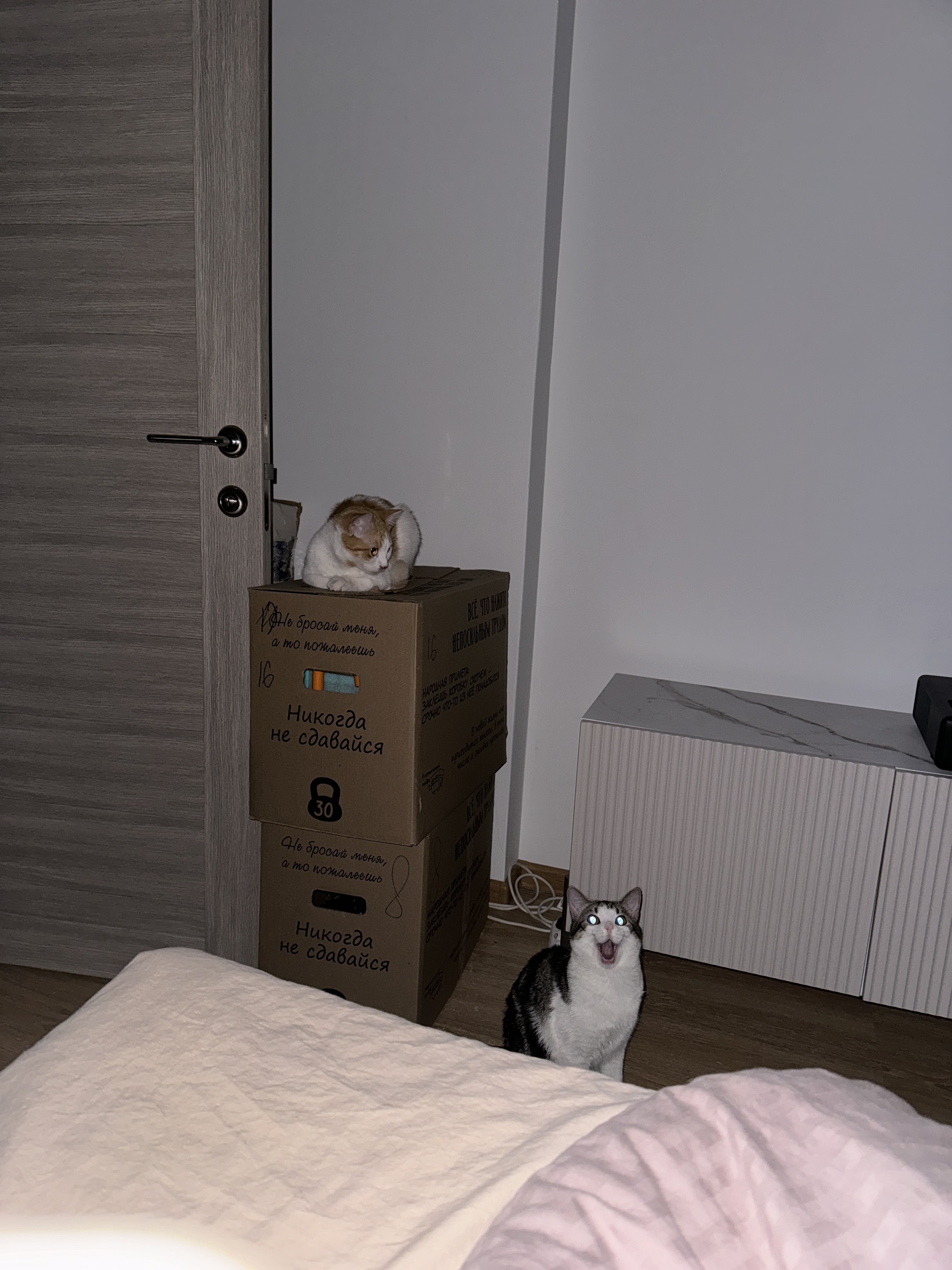 I decided to take a picture of a dark room with a flash. - My, cat, The photo, Longpost