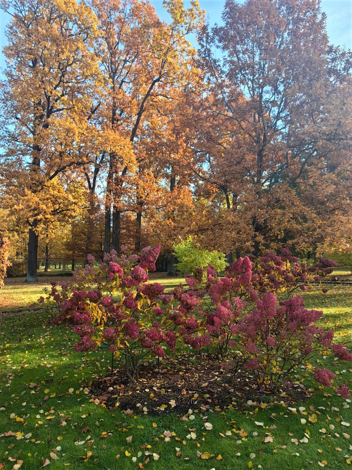 Alexandria Park. Peterhof. Saint Petersburg - My, Peterhof, Saint Petersburg, Autumn, The park, Manor, Longpost