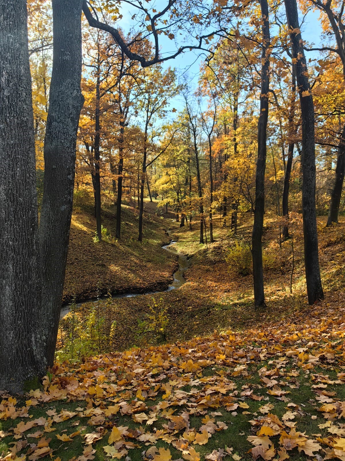 Alexandria Park. Peterhof. Saint Petersburg - My, Peterhof, Saint Petersburg, Autumn, The park, Manor, Longpost