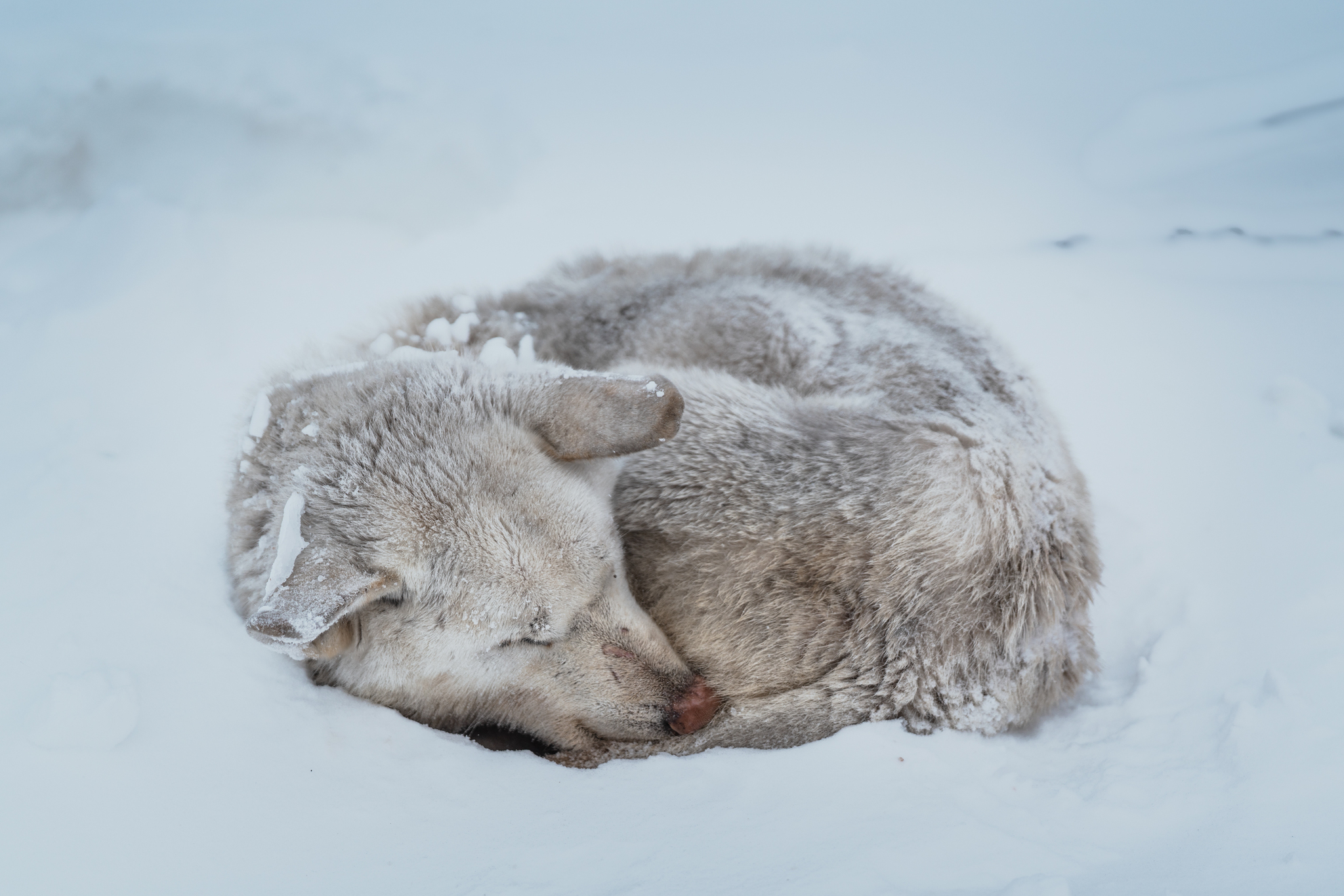 While I was sleeping, winter had already come - My, Travels, Fight for survival, Nature, Dog, Winter, Chukotka, Дальний Восток, Travel across Russia, Telegram (link)