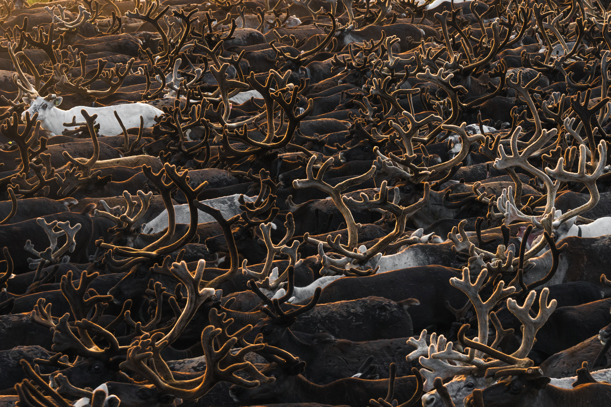 A herd of deer in Yamal - My, Travels, The nature of Russia, Nature, Travel across Russia, Animals, Deer, North, Rare view