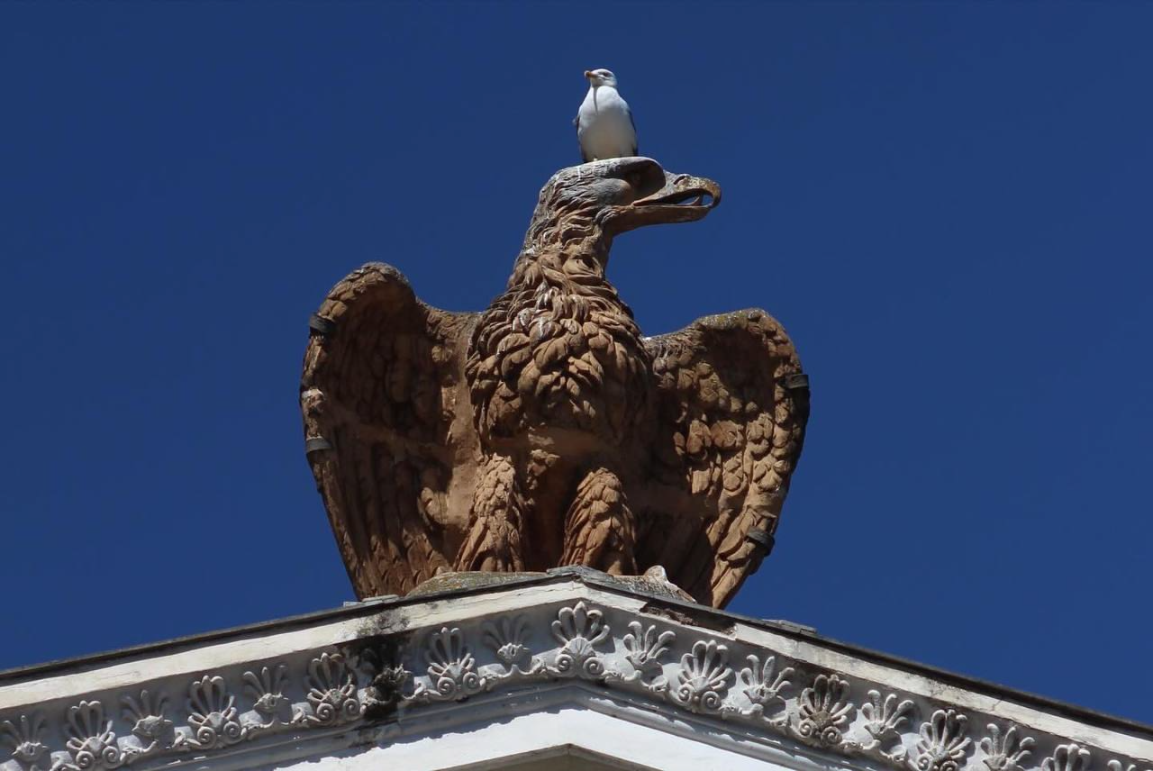 Eagles and seagulls - My, Seagulls, Eagles, Rome, Birds