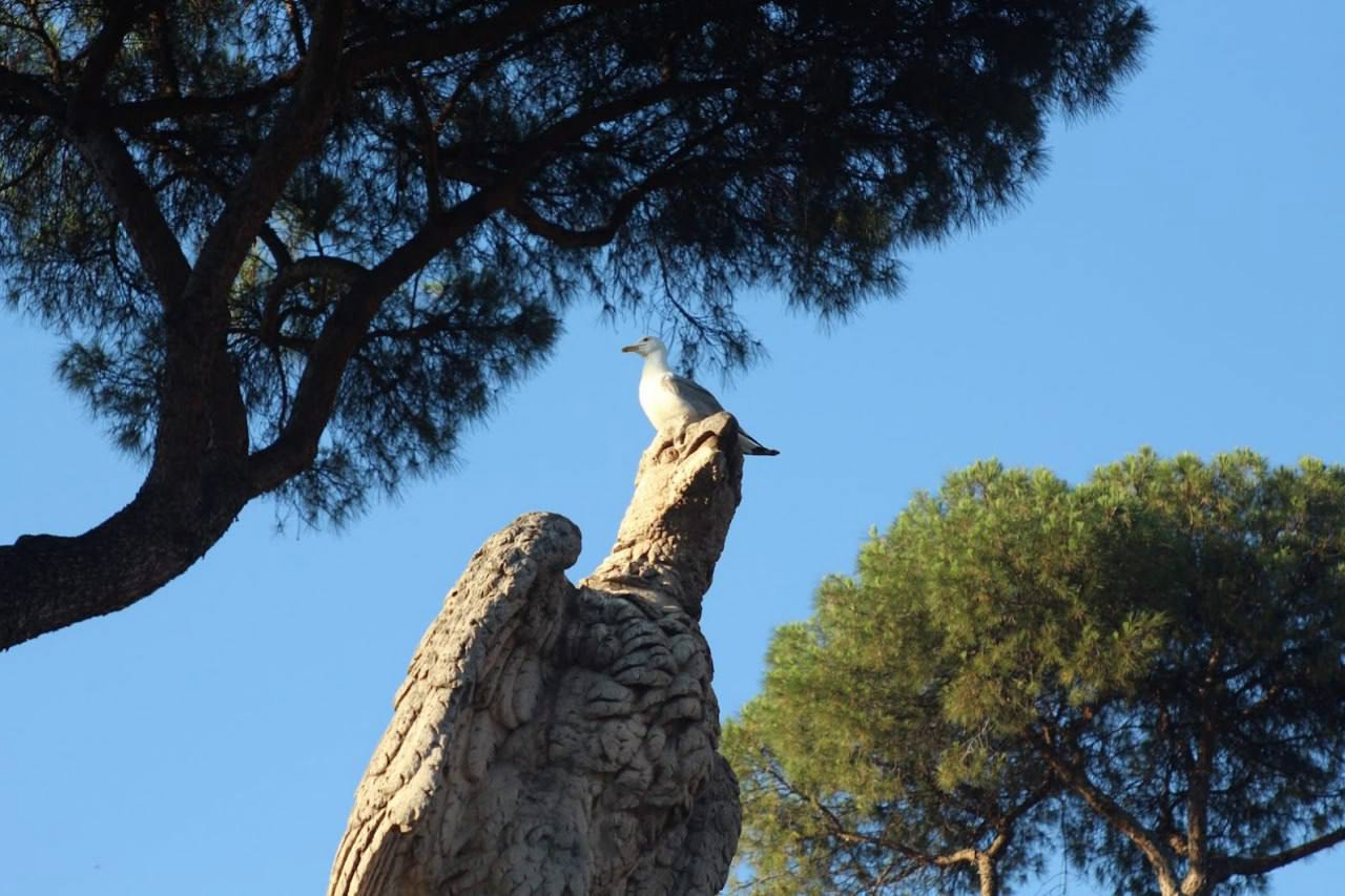 Eagles and seagulls - My, Seagulls, Eagles, Rome, Birds