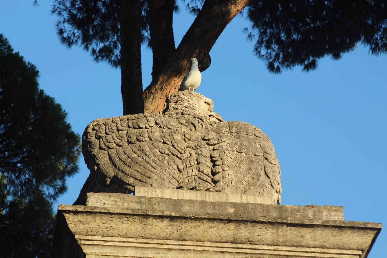 Eagles and seagulls - My, Seagulls, Eagles, Rome, Birds