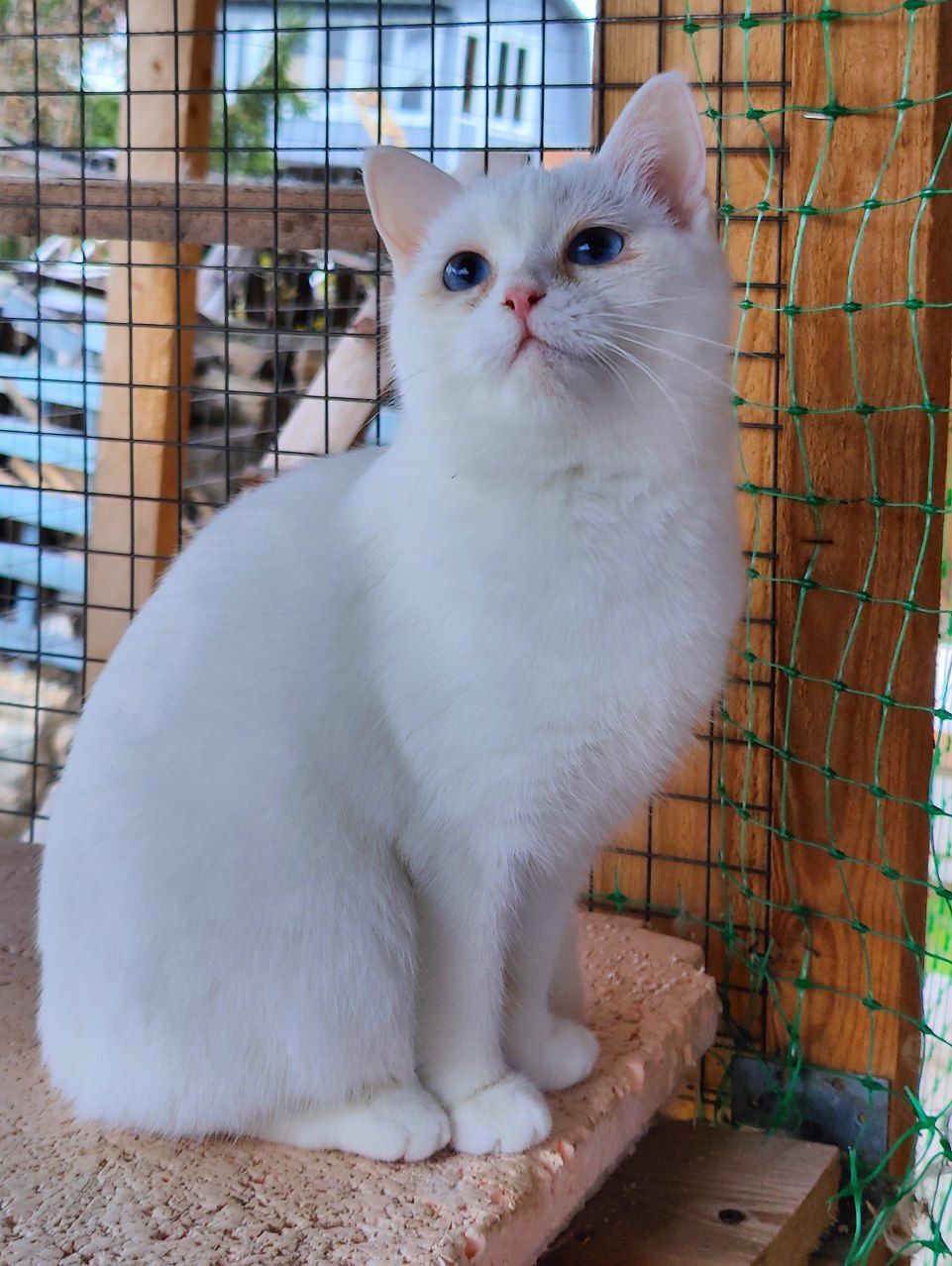 The bravest blue-eyed deaf kitty in my SNT - My, Tosno, Animal Rescue, Helping animals, cat, Deafness, Video, Vertical video, Longpost