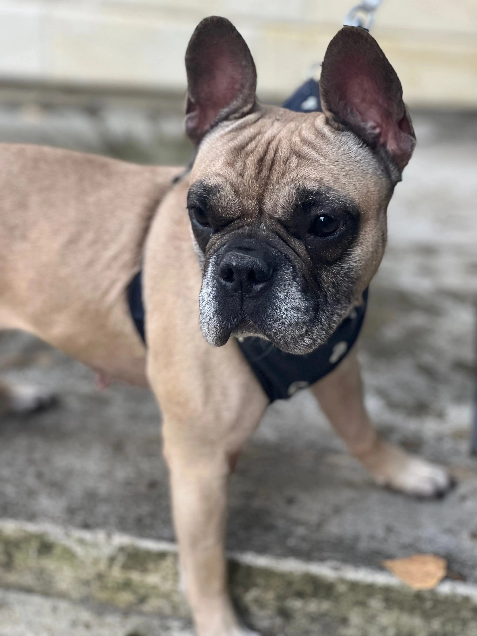 Charming French bulldog urgently looking for a home! - My, Bulldog, Dog, French Bulldog, Longpost, In good hands