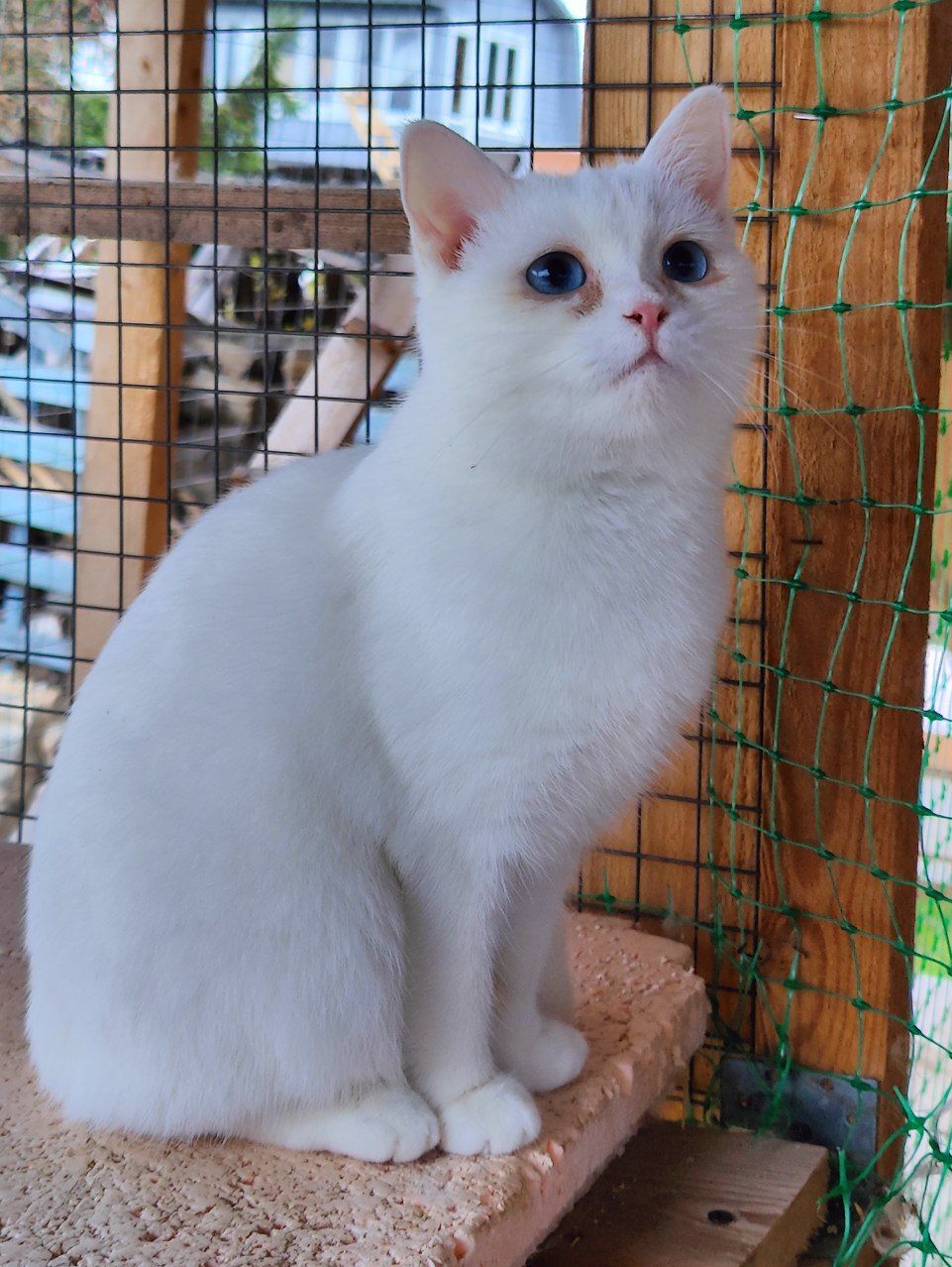 The bravest blue-eyed deaf kitty in my SNT - My, Tosno, Animal Rescue, Helping animals, cat, Deafness, Video, Vertical video, Longpost