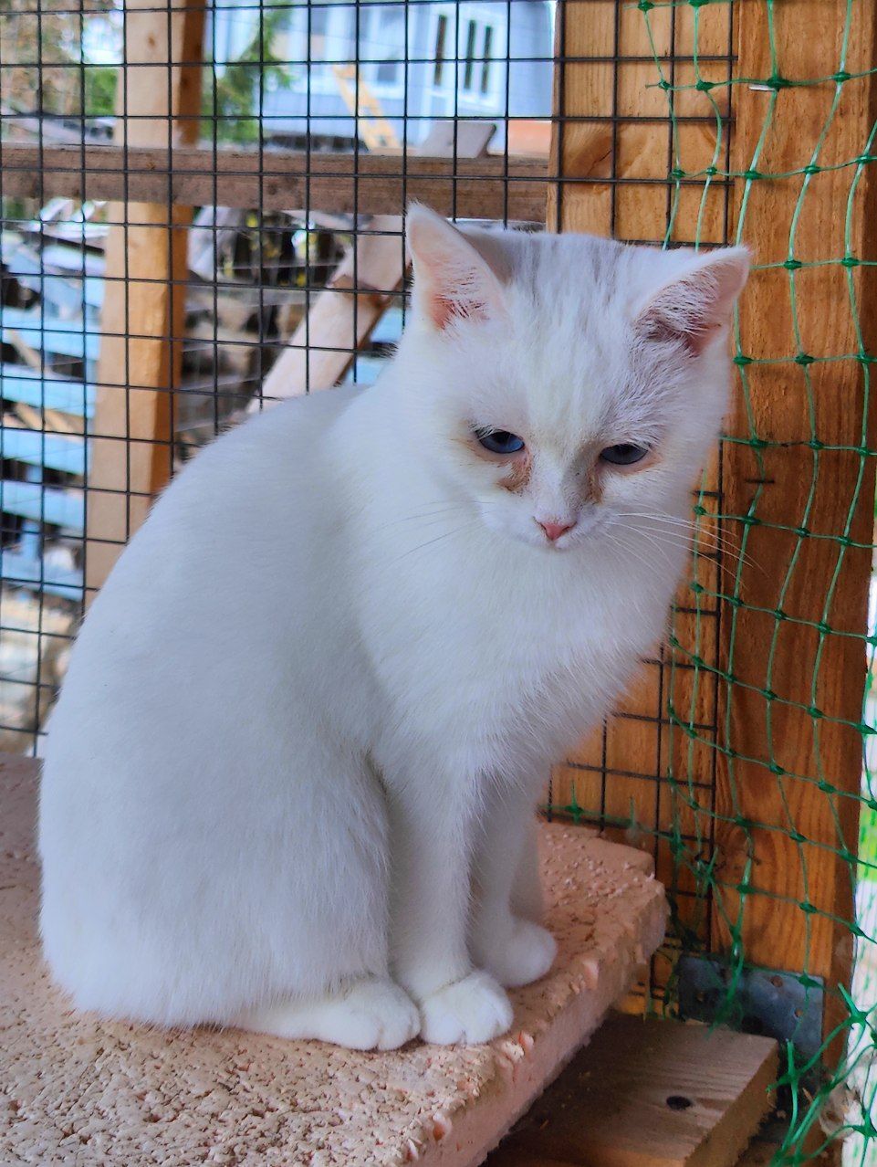 The bravest blue-eyed deaf kitty in my SNT - My, Tosno, Animal Rescue, Helping animals, cat, Deafness, Video, Vertical video, Longpost