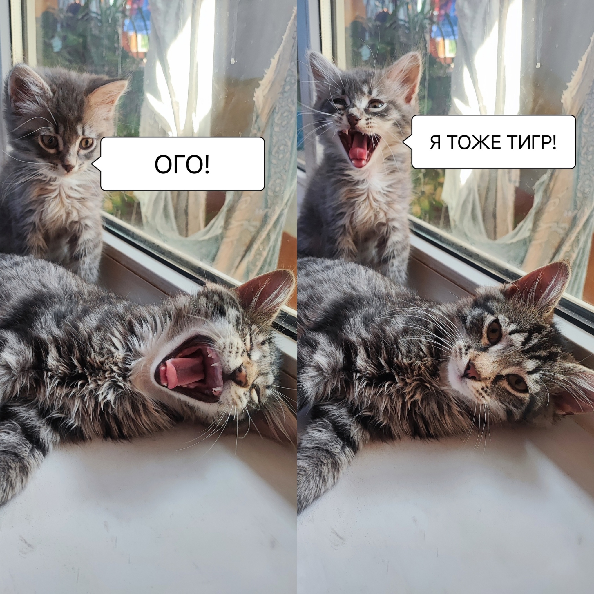 Family matters - My, cat, Pets, Picture with text, Yawn