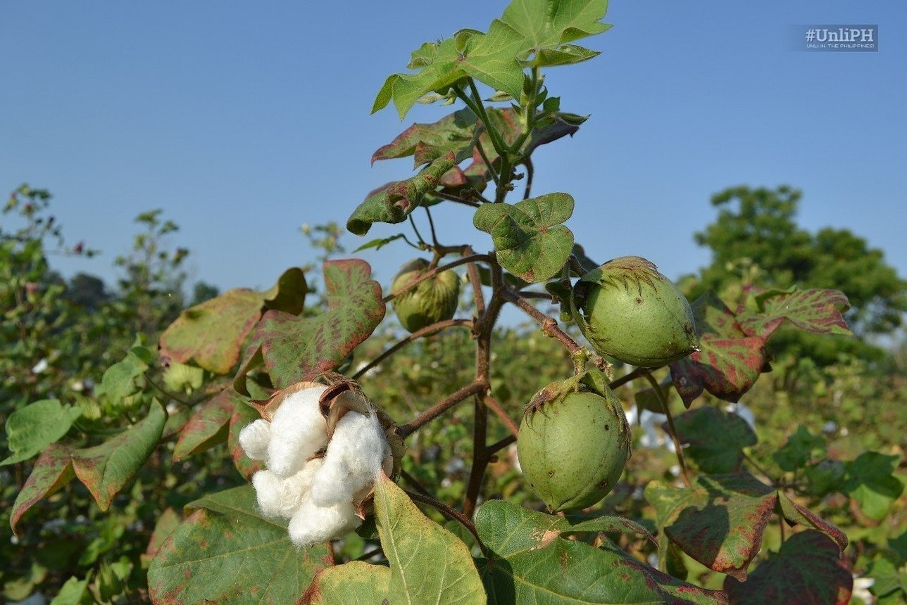 Cotton - My, Plants, Bloom, Botany, Entertaining botany, Cotton (fabrics and plant), Botanical Museum, Longpost, Botanical Museum of the Botanical Institute of the Russian Academy of Sciences, Botmuseum, Cotton