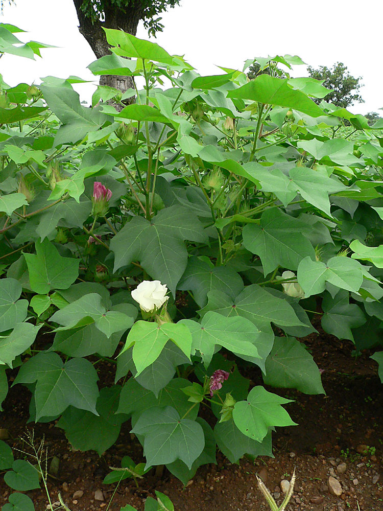 Cotton - My, Plants, Bloom, Botany, Entertaining botany, Cotton (fabrics and plant), Botanical Museum, Longpost, Botanical Museum of the Botanical Institute of the Russian Academy of Sciences, Botmuseum, Cotton