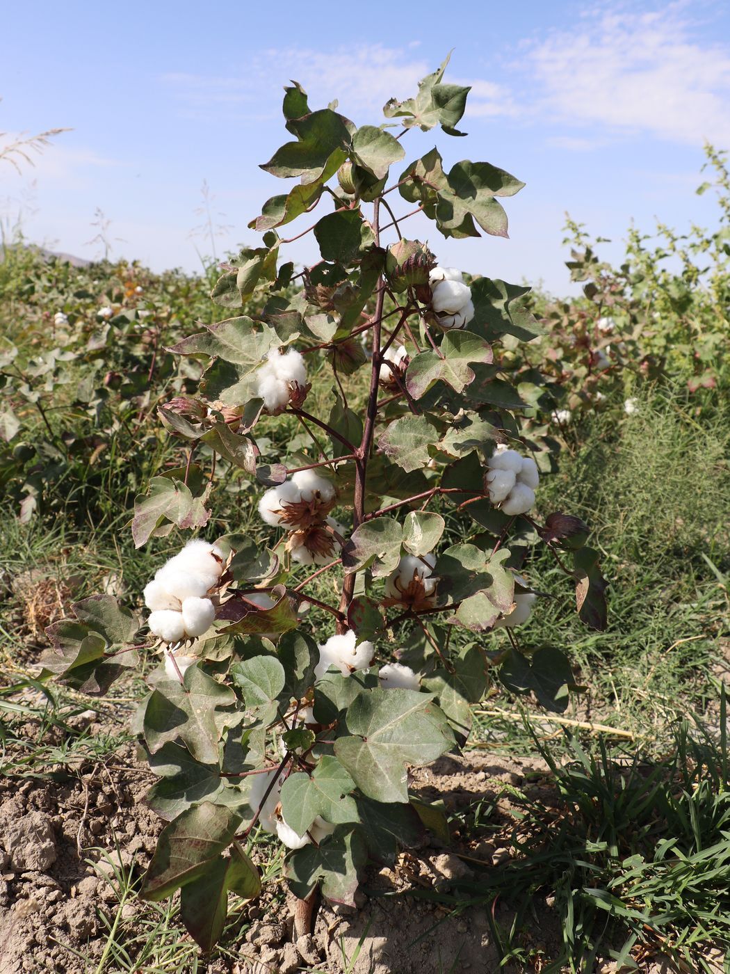 Cotton - My, Plants, Bloom, Botany, Entertaining botany, Cotton (fabrics and plant), Botanical Museum, Longpost, Botanical Museum of the Botanical Institute of the Russian Academy of Sciences, Botmuseum, Cotton