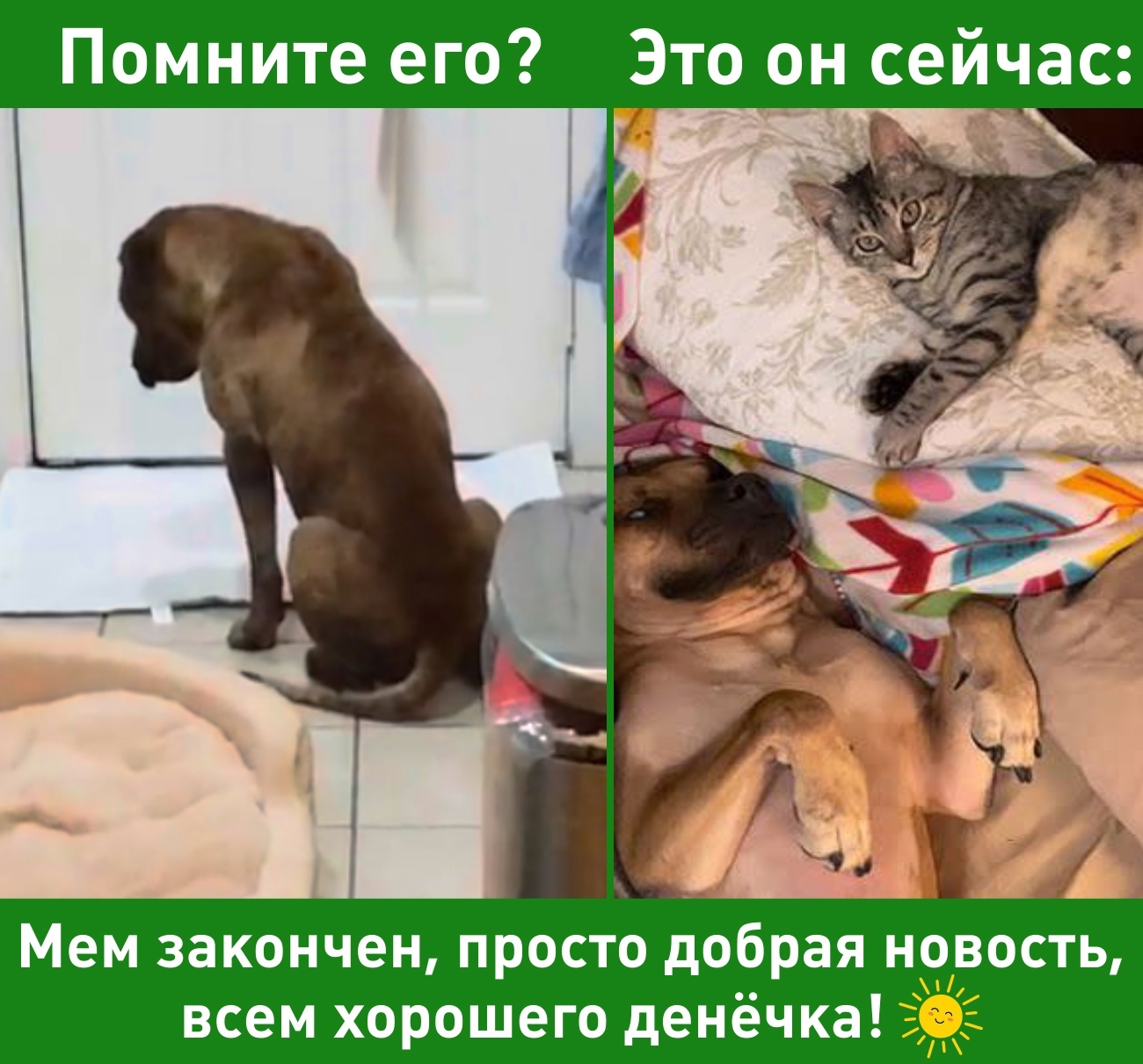 Kittens as psychological help - Good news, Dog, Kittens, Telegram (link), Picture with text