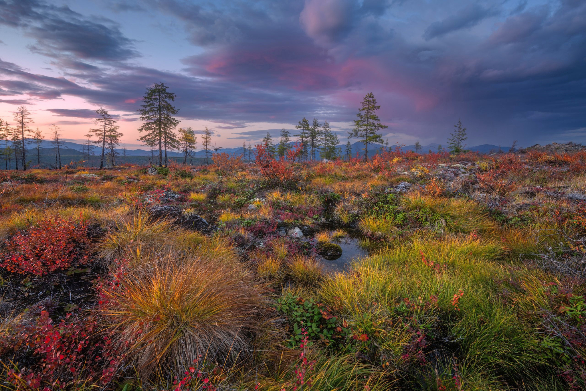 Autumn Kolyma - My, Plants, Botany, Entertaining botany, Nature, Autumn, Beautiful view, Botanical Museum, Longpost