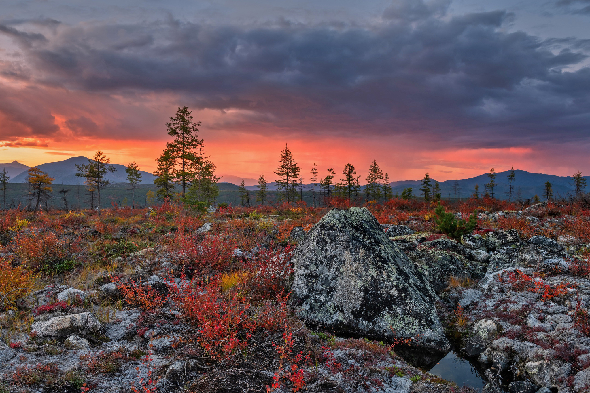 Autumn Kolyma - My, Plants, Botany, Entertaining botany, Nature, Autumn, Beautiful view, Botanical Museum, Longpost