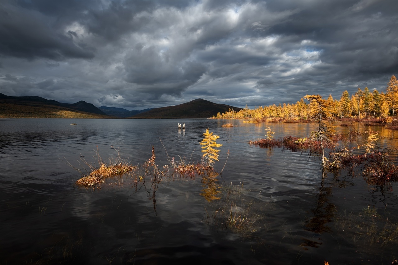 Autumn Kolyma - My, Plants, Botany, Entertaining botany, Nature, Autumn, Beautiful view, Botanical Museum, Longpost