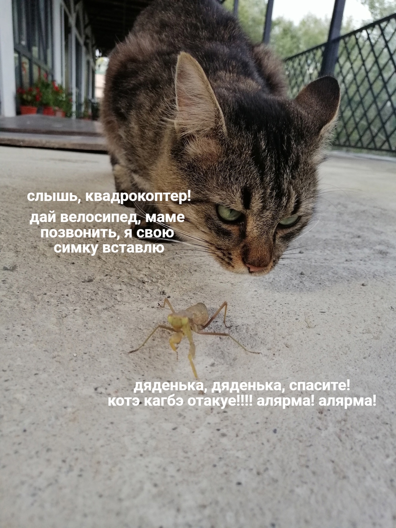 Котовасилий и краказябра - Моё, Кот, Саранча, Комиксы, Длиннопост