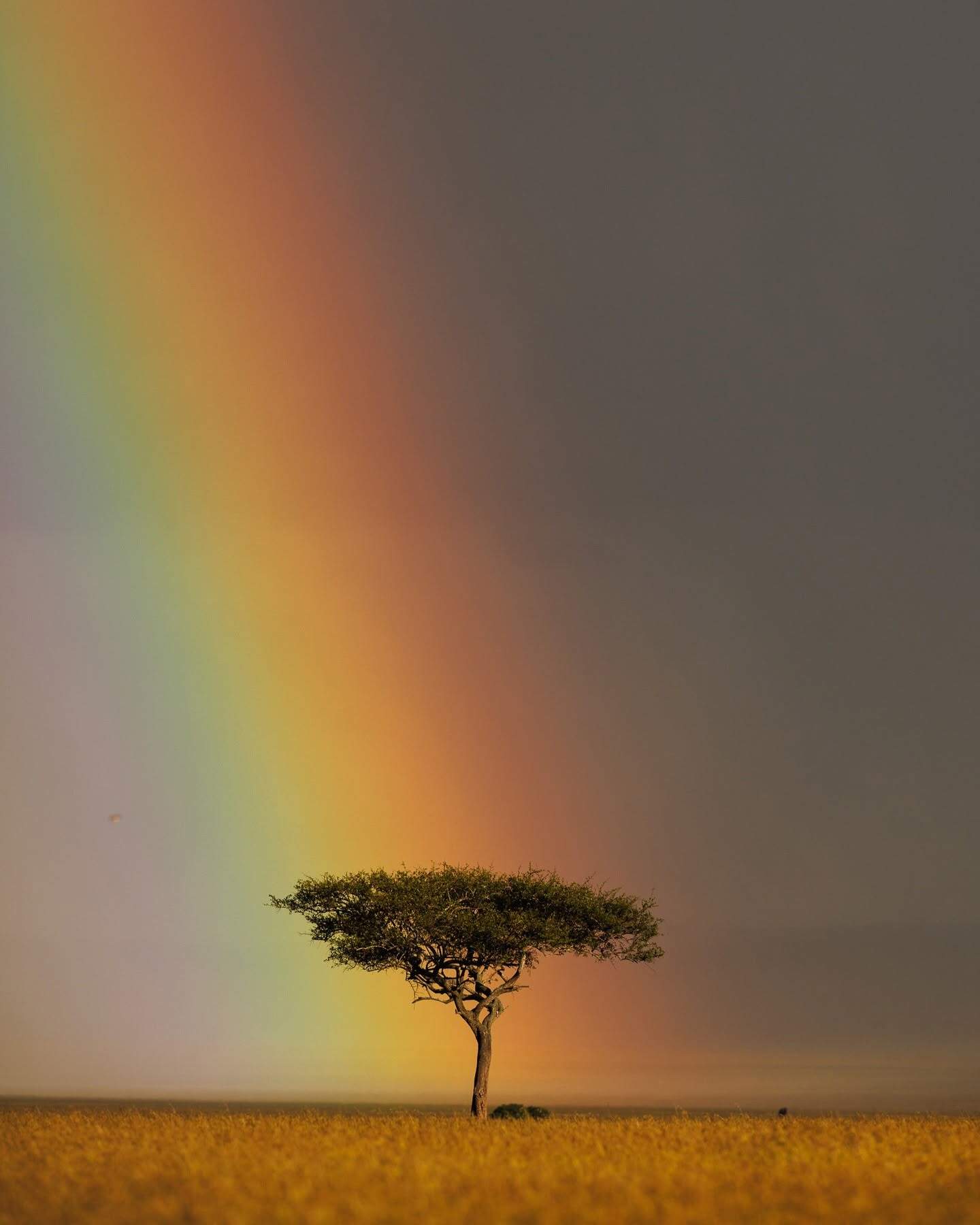 After the storm - Tree, Plants, wildlife, Reserves and sanctuaries, Masai Mara, Africa, The photo, Rainbow