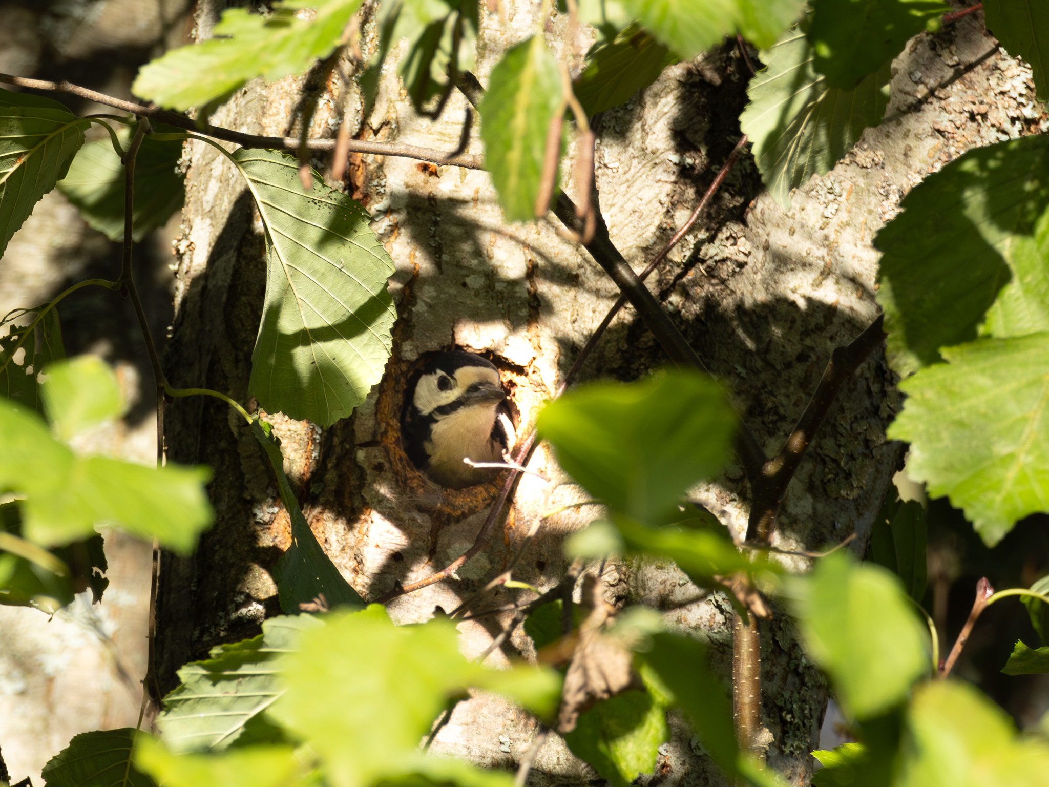 Observational birds - My, Birds, Tit, Woodpeckers, Ornithology League, Ornithology, Bird watching