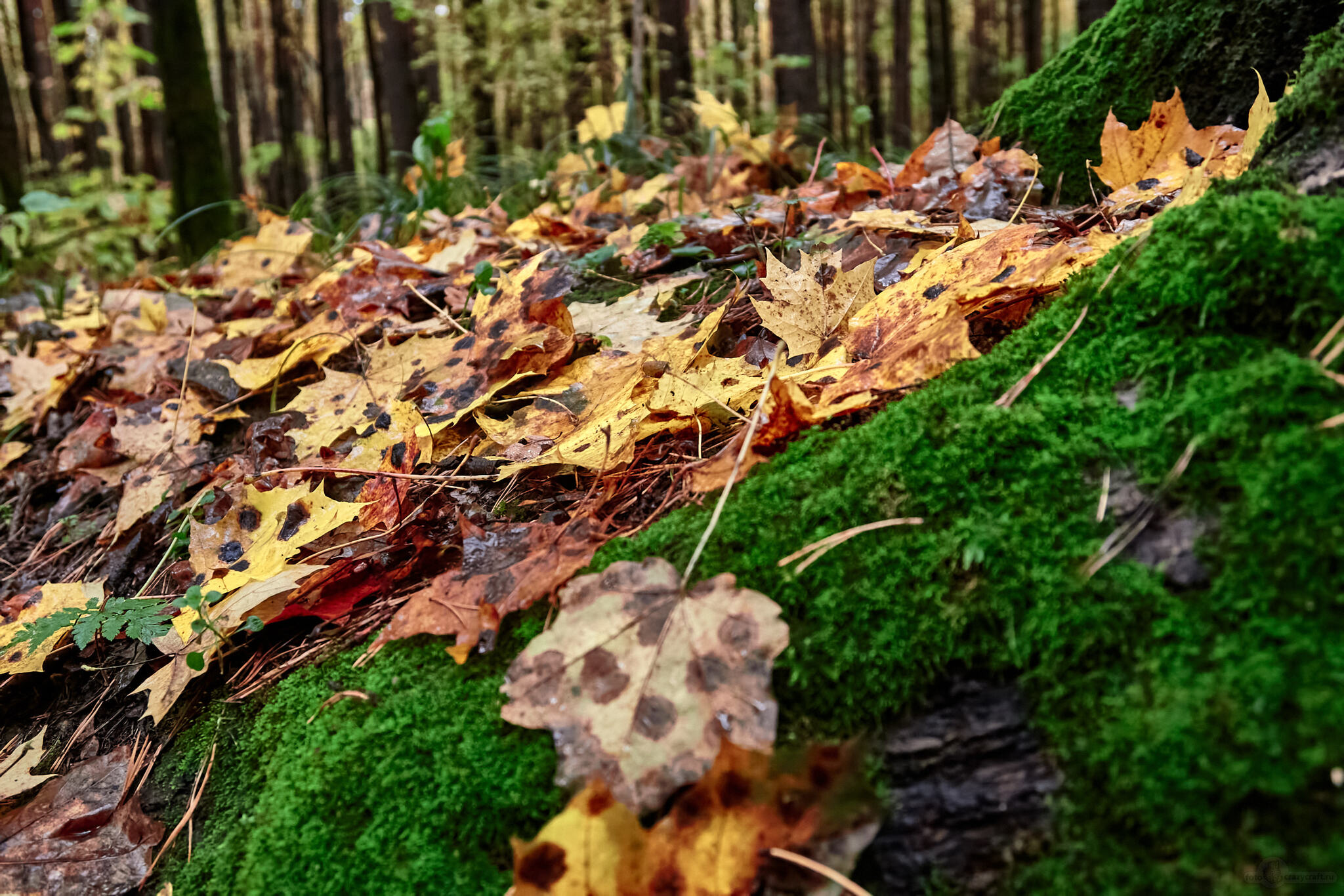 Autumn - My, Autumn, Landscape, Rain, Moscow, Evening, Moss, Autumn leaves, Longpost