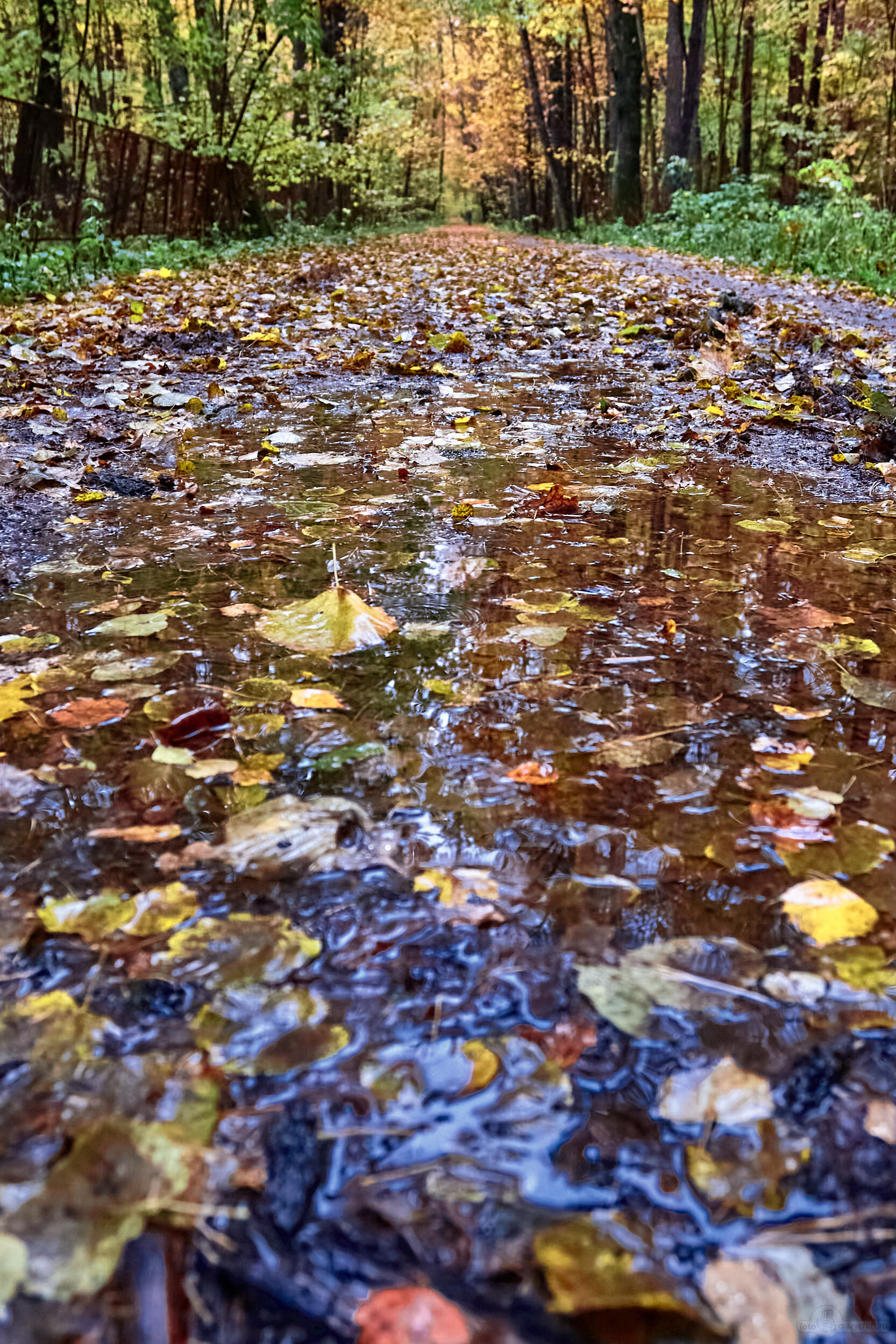 Autumn - My, Autumn, Landscape, Rain, Moscow, Evening, Moss, Autumn leaves, Longpost