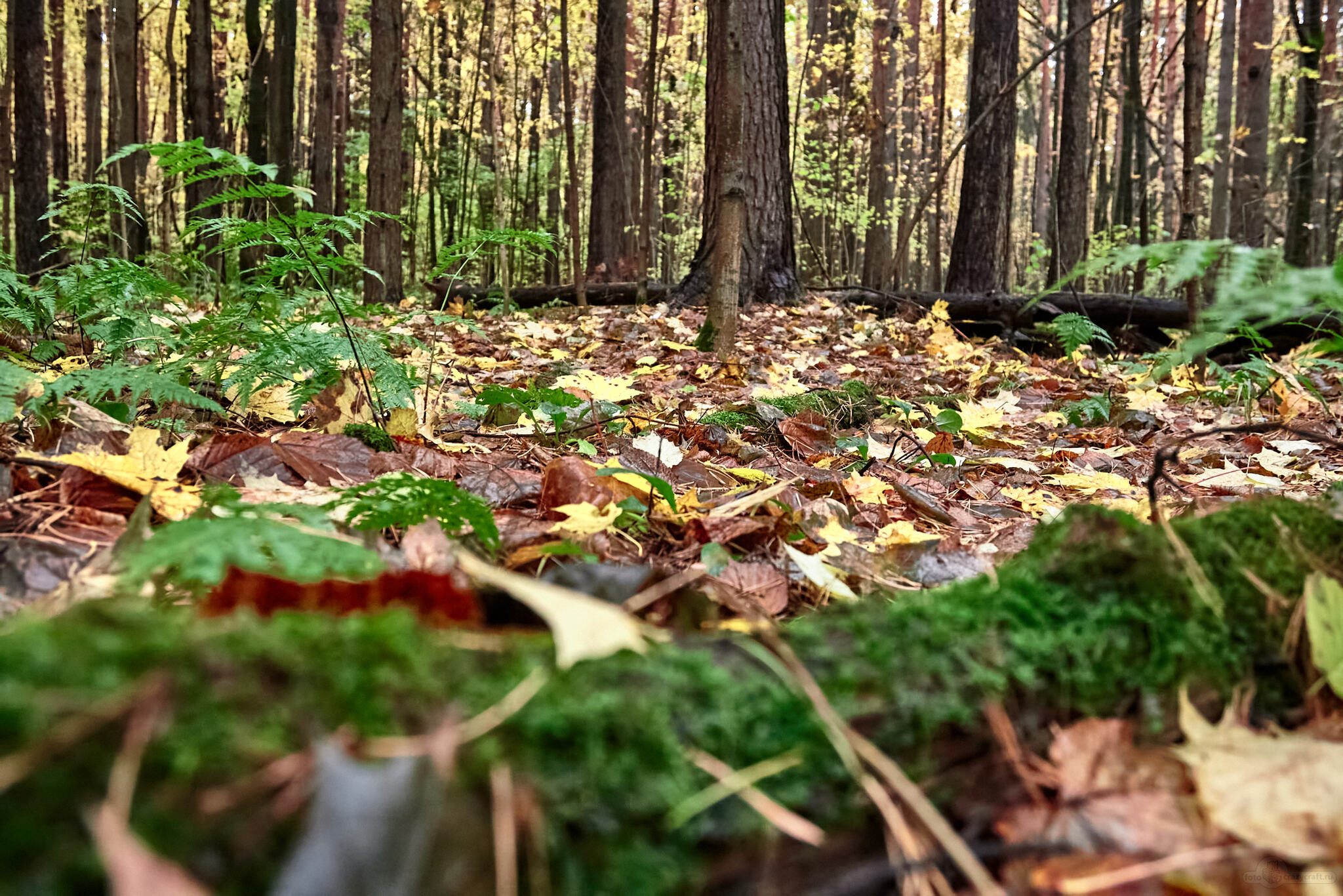 Autumn - My, Autumn, Landscape, Rain, Moscow, Evening, Moss, Autumn leaves, Longpost