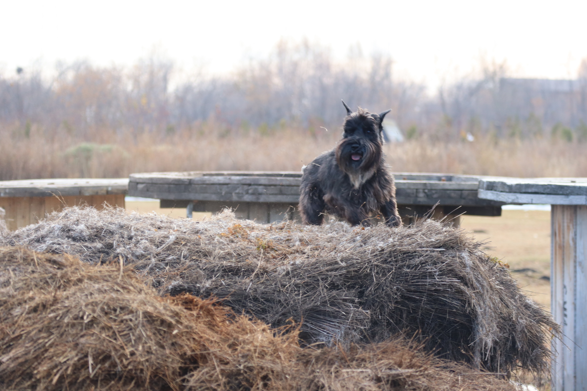 Dog training in Omsk - OCSSSS 19 - 10 - 2024 - Dog, Dog lovers, Puppies, Omsk, Training, Г“Г±Г±Г±, Friend, Care, Longpost