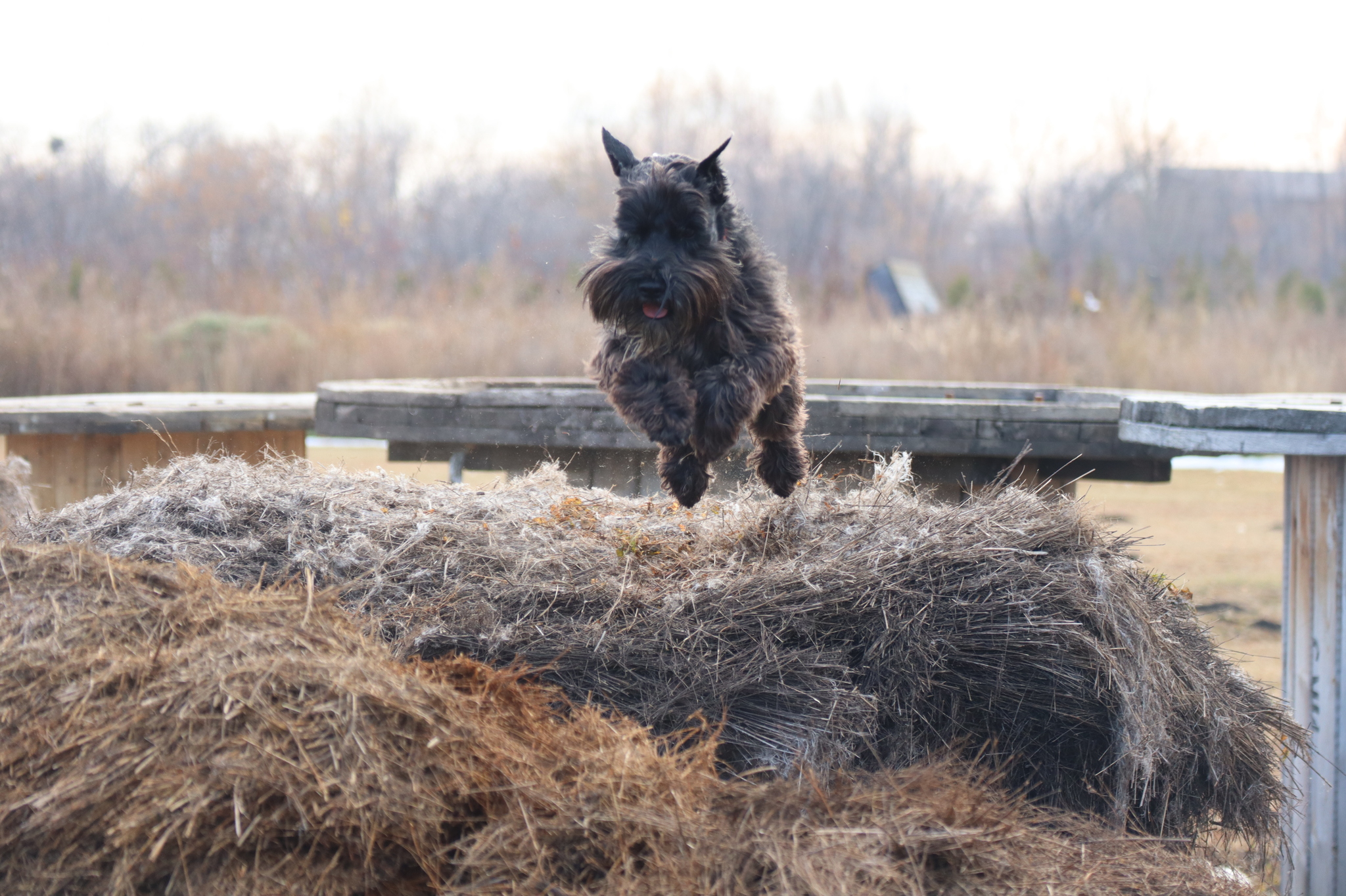 Dog training in Omsk - OCSSSS 19 - 10 - 2024 - Dog, Dog lovers, Puppies, Omsk, Training, Г“Г±Г±Г±, Friend, Care, Longpost