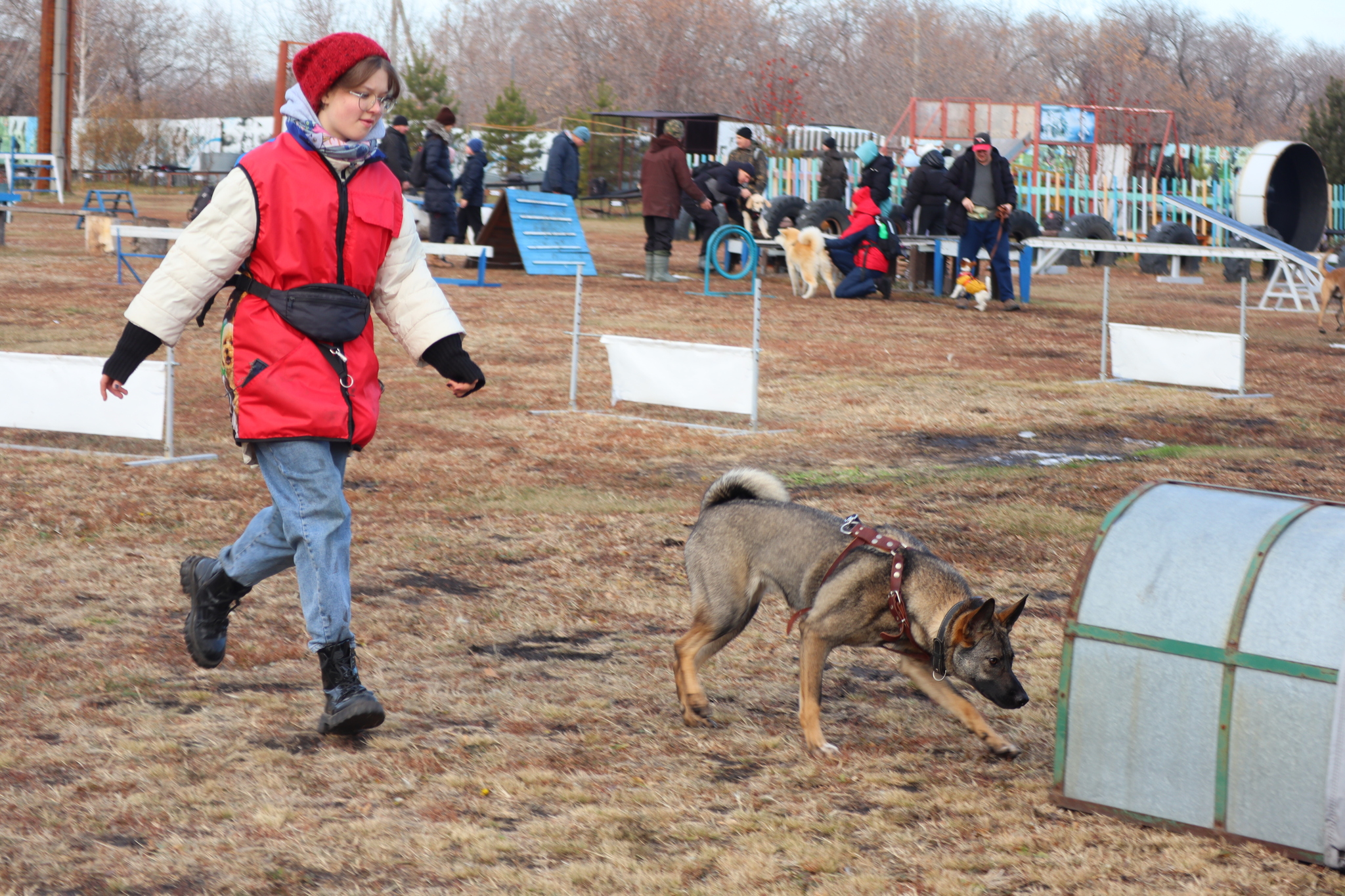 Dog training in Omsk - OCSSSS 19 - 10 - 2024 - Dog, Dog lovers, Puppies, Omsk, Training, Г“Г±Г±Г±, Friend, Care, Longpost