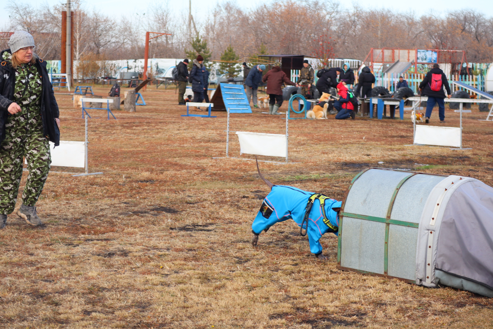 Dog training in Omsk - OCSSSS 19 - 10 - 2024 - Dog, Dog lovers, Puppies, Omsk, Training, Г“Г±Г±Г±, Friend, Care, Longpost