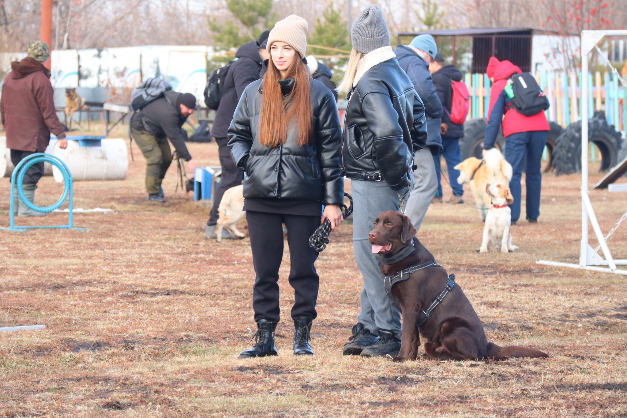 Dog training in Omsk - OCSSSS 19 - 10 - 2024 - Dog, Dog lovers, Puppies, Omsk, Training, Г“Г±Г±Г±, Friend, Care, Longpost