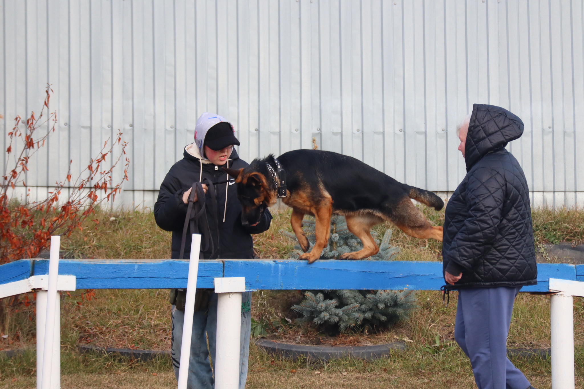 Dog training in Omsk - OCSSSS 19 - 10 - 2024 - Dog, Dog lovers, Puppies, Omsk, Training, Г“Г±Г±Г±, Friend, Care, Longpost