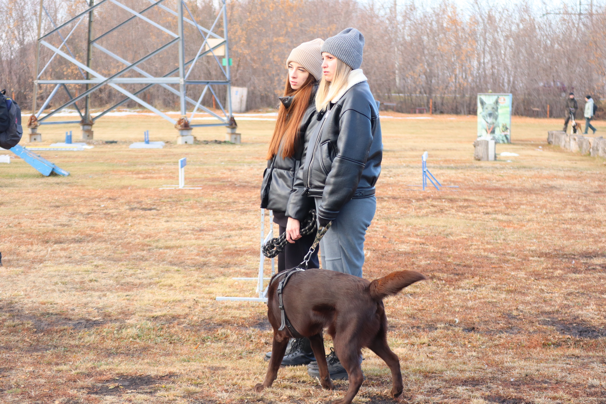 Dog training in Omsk - OCSSSS 19 - 10 - 2024 - Dog, Dog lovers, Puppies, Omsk, Training, Г“Г±Г±Г±, Friend, Care, Longpost