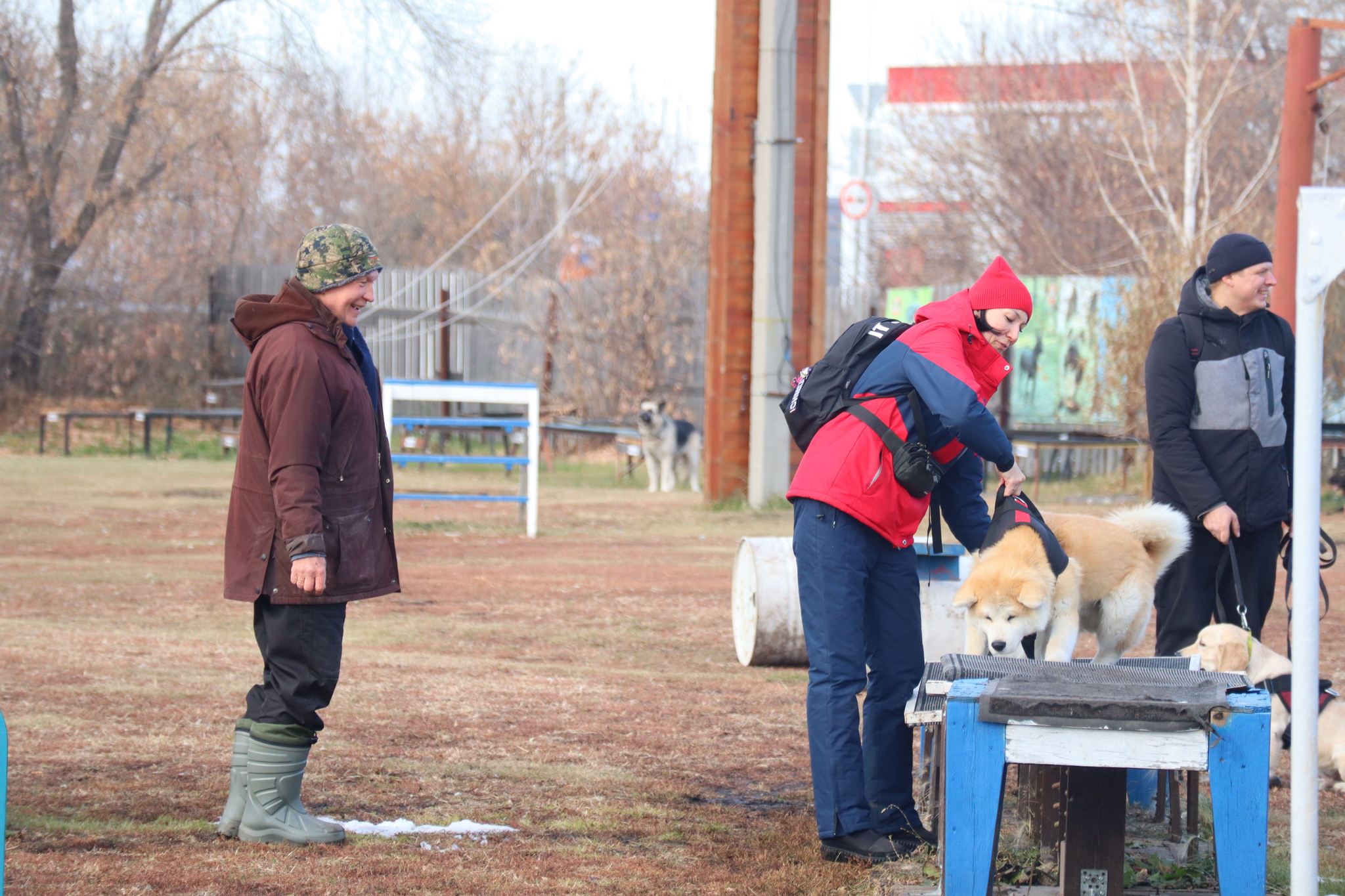 Dog training in Omsk - OCSSSS 19 - 10 - 2024 - Dog, Dog lovers, Puppies, Omsk, Training, Г“Г±Г±Г±, Friend, Care, Longpost