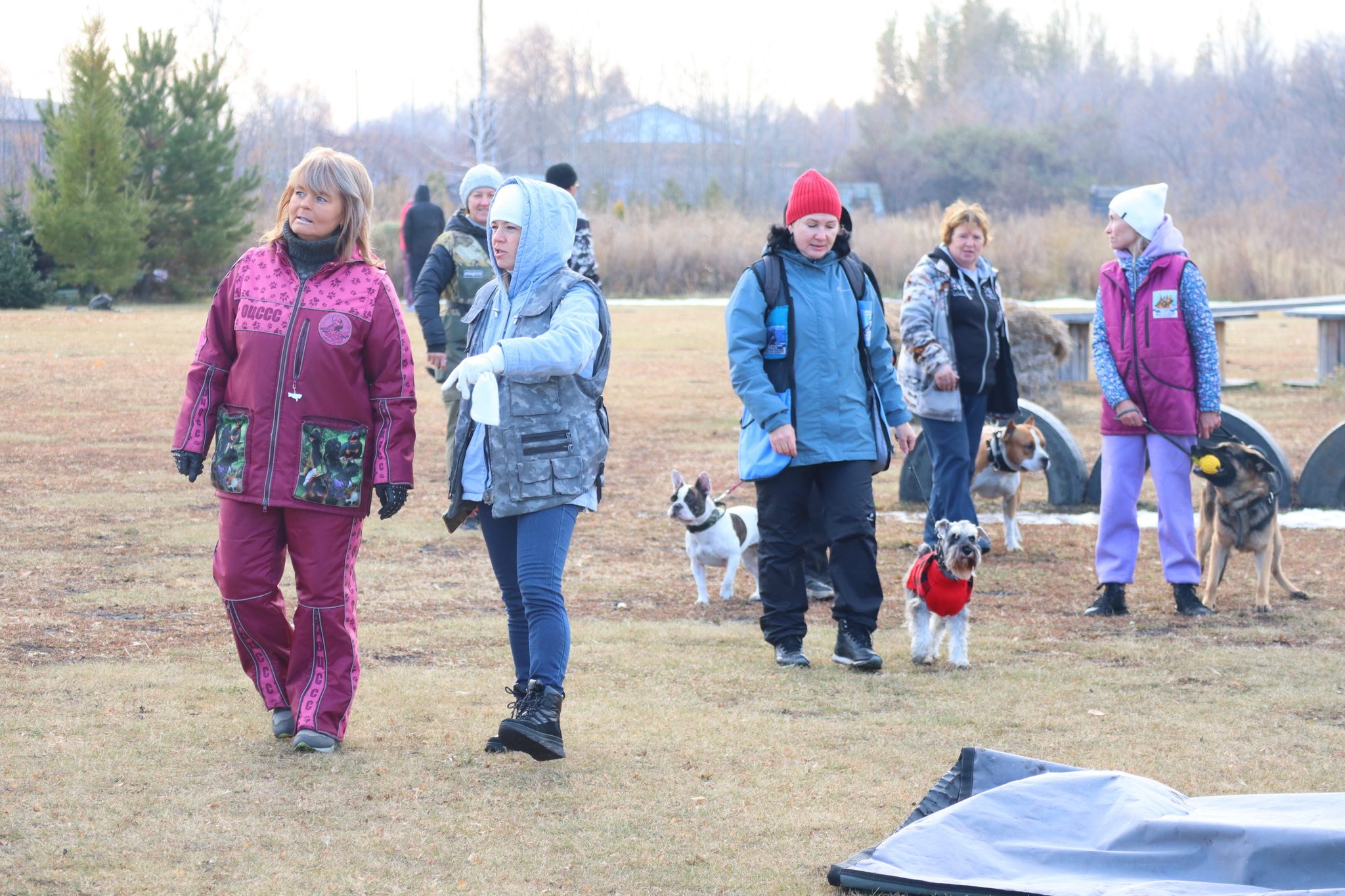 Dog training in Omsk - OCSSSS 19 - 10 - 2024 - Dog, Dog lovers, Puppies, Omsk, Training, Г“Г±Г±Г±, Friend, Care, Longpost