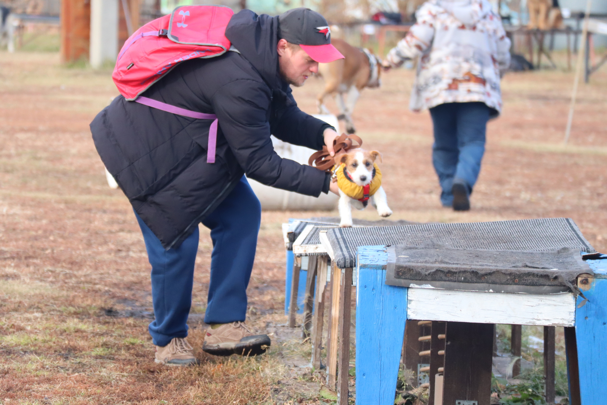 Dog training in Omsk - OCSSSS 19 - 10 - 2024 - Dog, Dog lovers, Puppies, Omsk, Training, Г“Г±Г±Г±, Friend, Care, Longpost