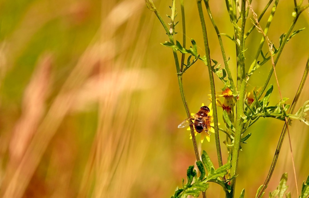 The worker bee - My, The photo, Netherlands (Holland), Nature, Insects