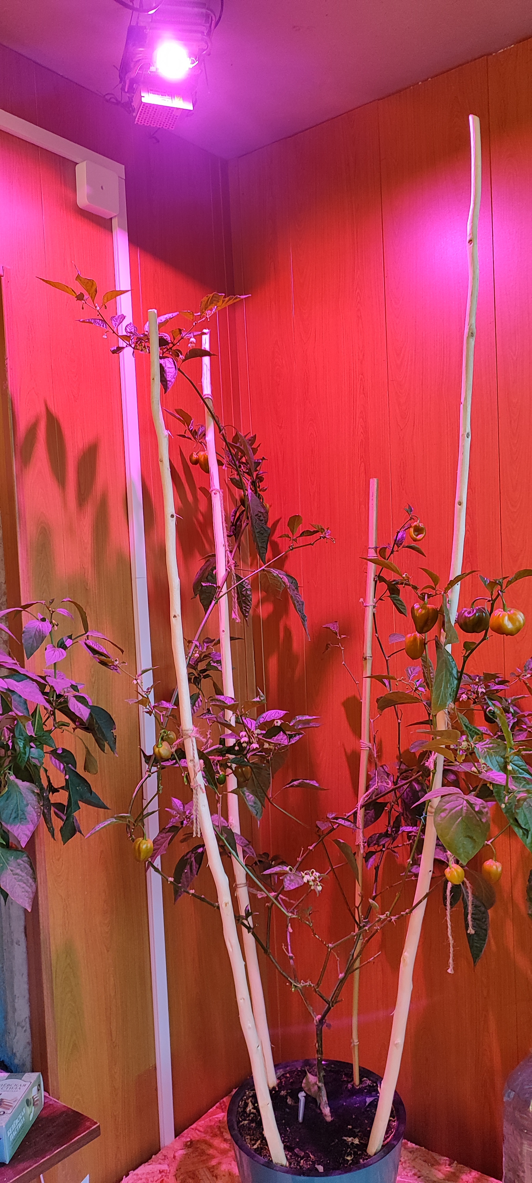 Lighting for peppers - My, Phytolight, Pepper farming, Lighting, Hot peppers, Longpost