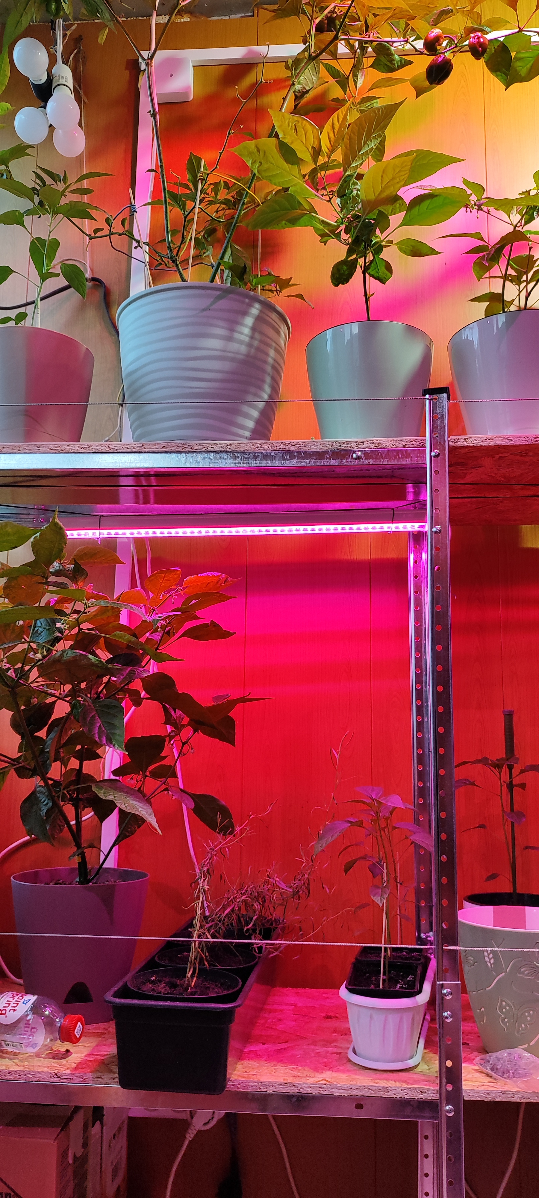 Lighting for peppers - My, Phytolight, Pepper farming, Lighting, Hot peppers, Longpost