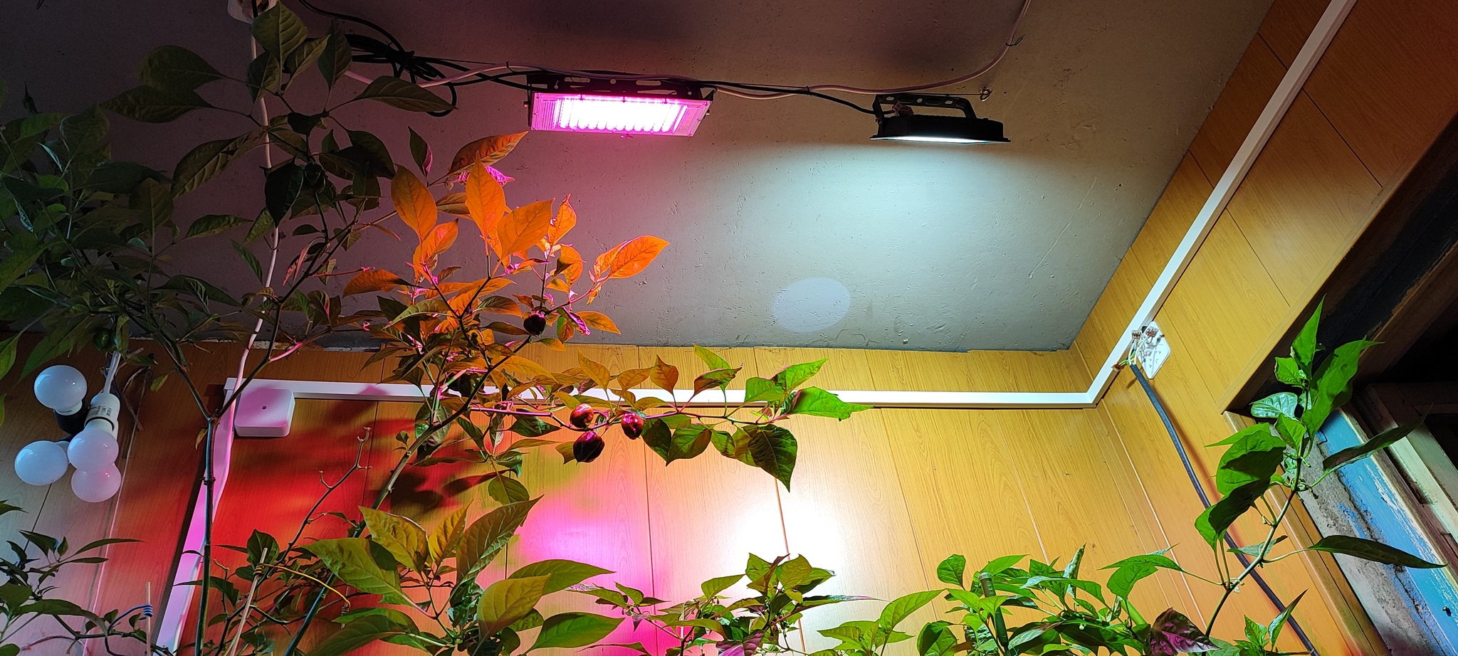 Lighting for peppers - My, Phytolight, Pepper farming, Lighting, Hot peppers, Longpost