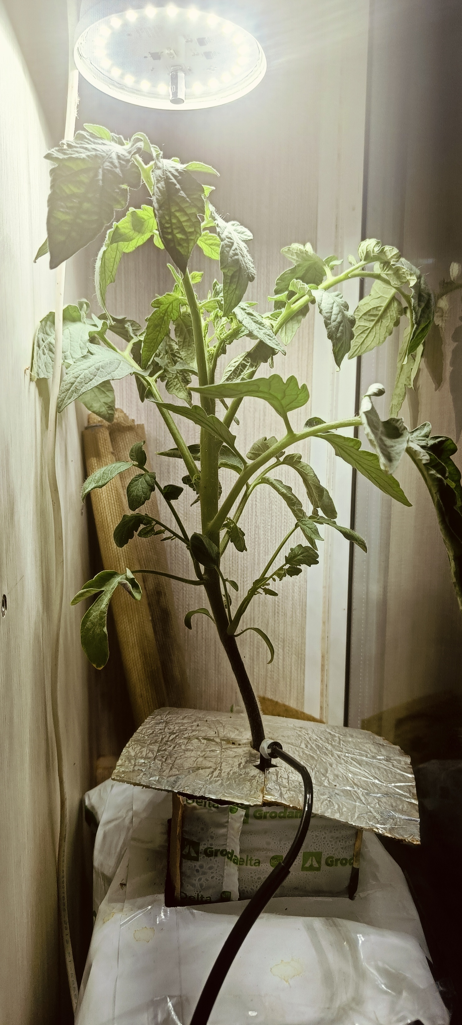 Continuation of the post Growing tomatoes hydroponically (instructions) Part 1 - Plants, Hydroponics, Tomatoes, Gardening, Houseplants, Reply to post, Longpost